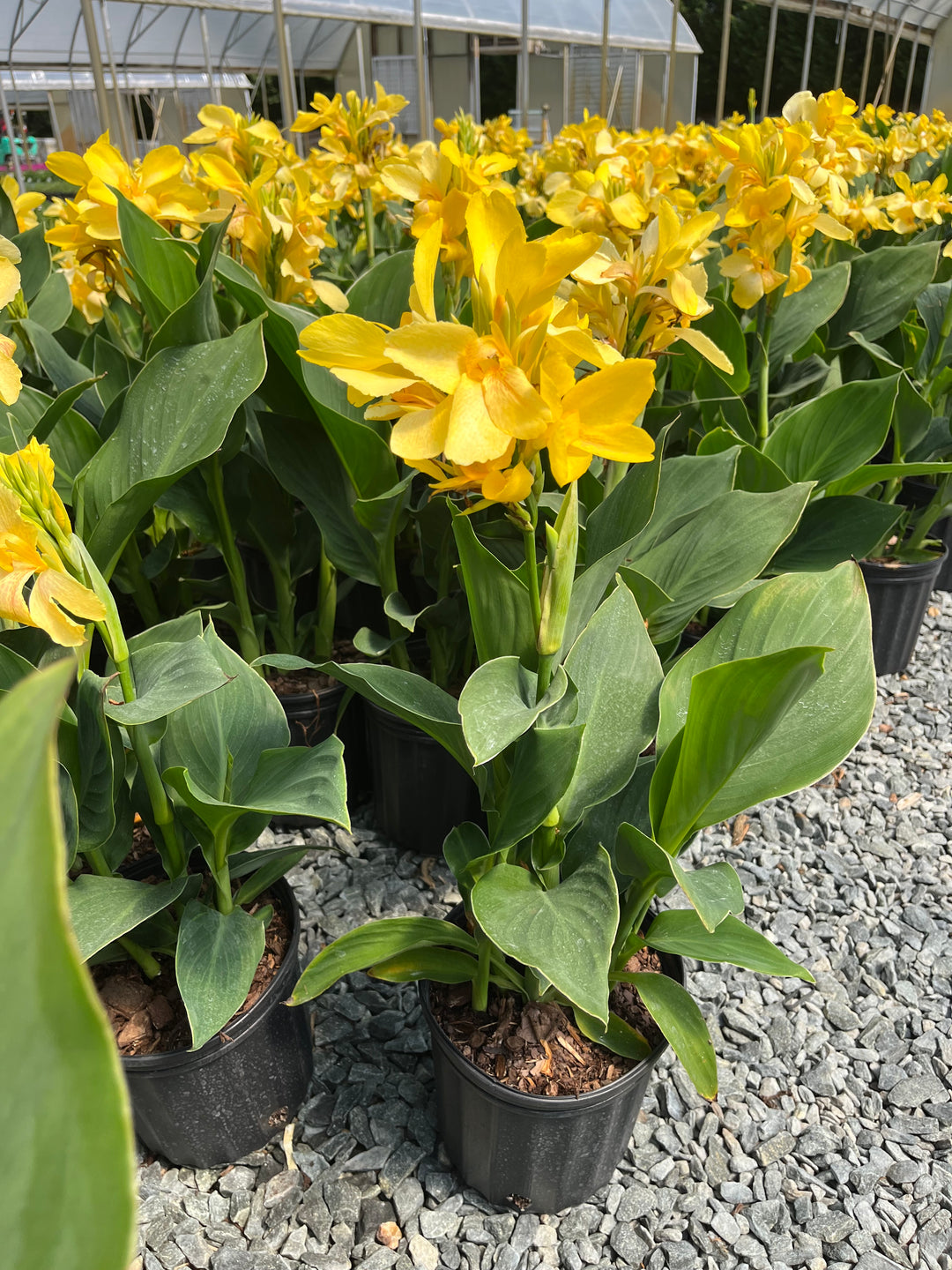 Canna Cannova® Yellow (Canna Lily)