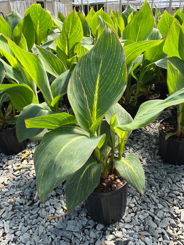 Canna 'Pretoria' (Dwarf Canna Lily)