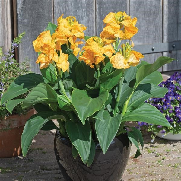 Canna Cannova® Gold Leopard (Canna Lily)