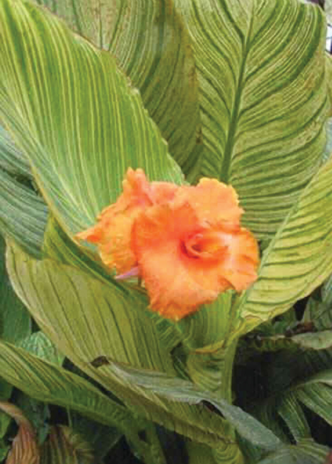 Canna 'Pretoria' (Dwarf Canna Lily)