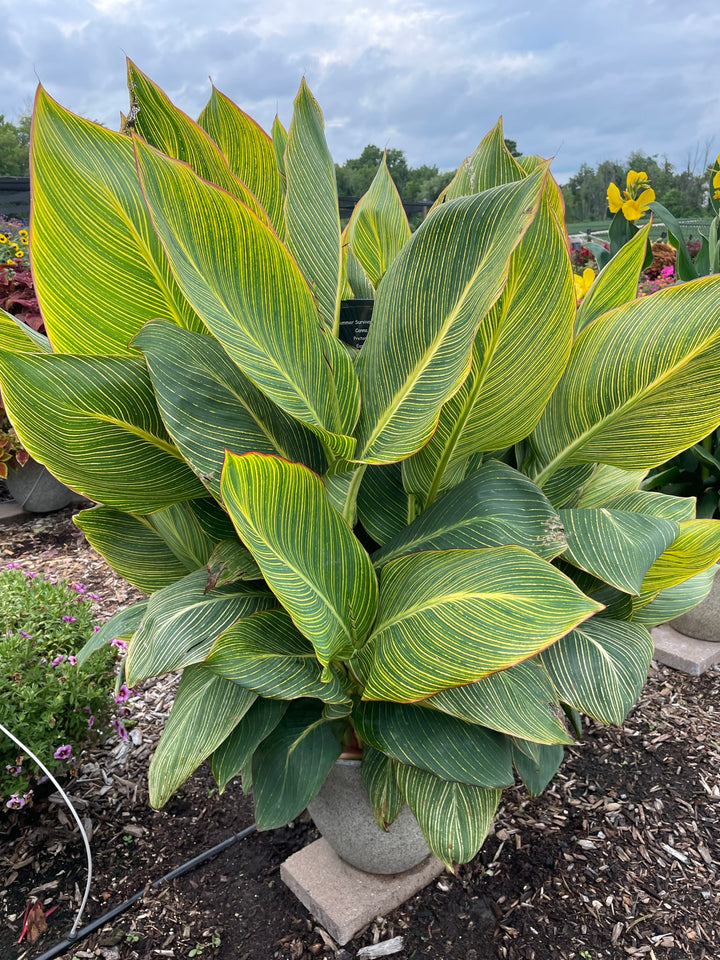 Canna 'Pretoria' (Dwarf Canna Lily)