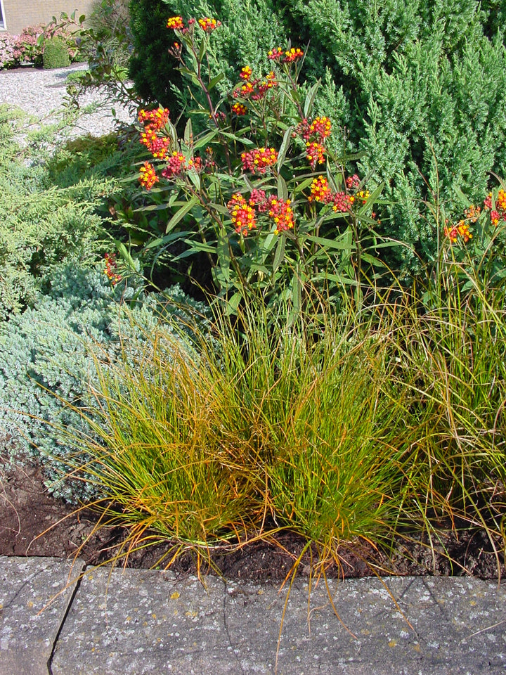 Carex testacea 'Prairie Fire' (ColorGrass® Series Prairie Fire Sedge)