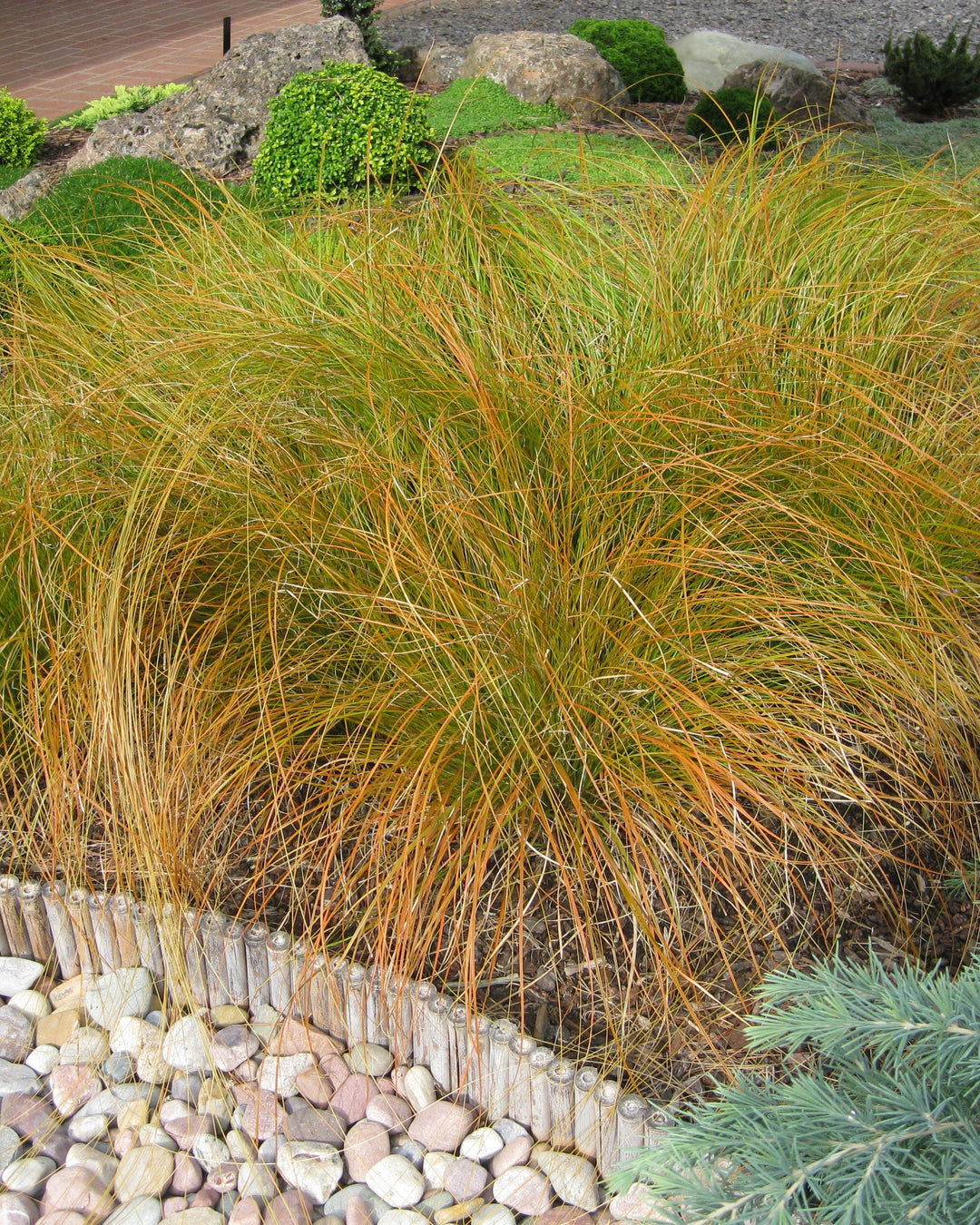 Carex testacea 'Prairie Fire' (ColorGrass® Series Prairie Fire Sedge)