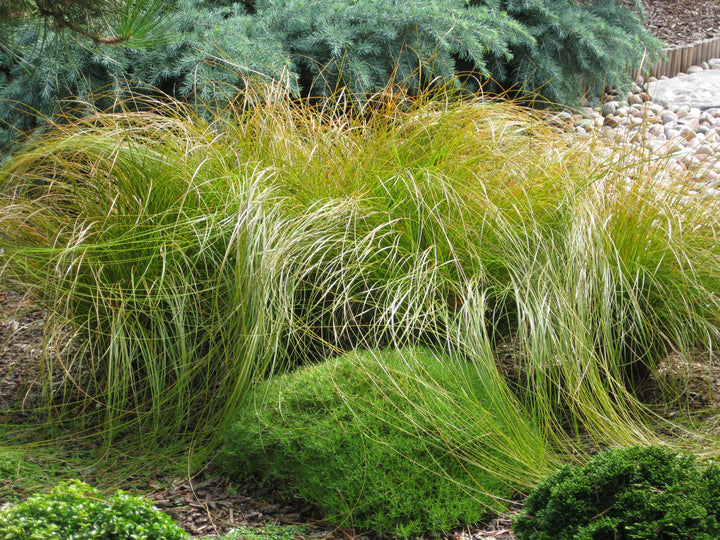 Carex testacea 'Prairie Fire' (ColorGrass® Series Prairie Fire Sedge)