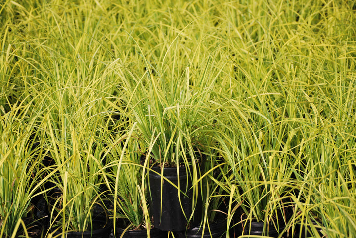 Carex elata 'Aurea' Bowles Golden (Golden Variegated Sedge)