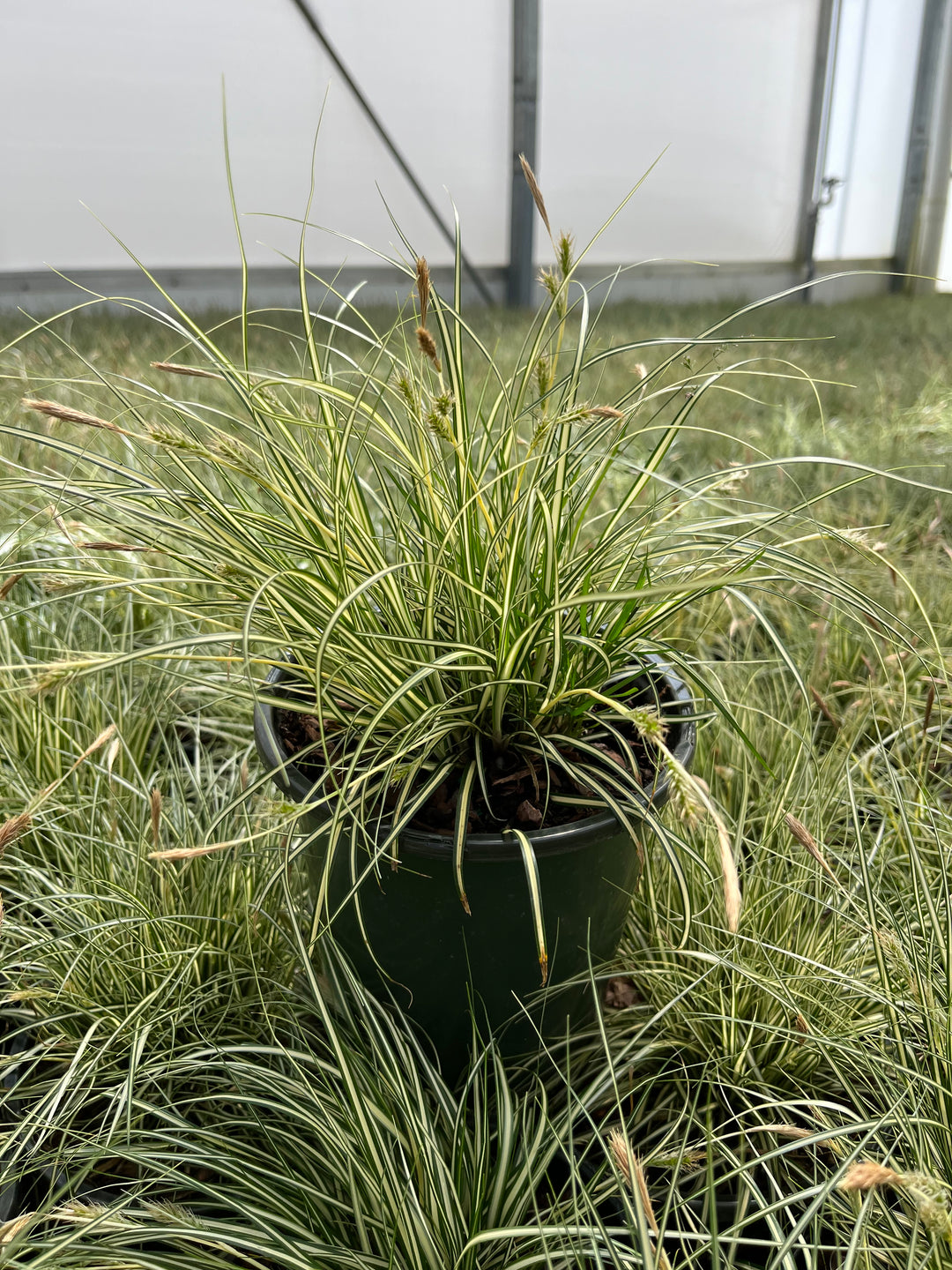 Carex oshimensis Evercolor® Everillo (Variegated Japanese Sedge)