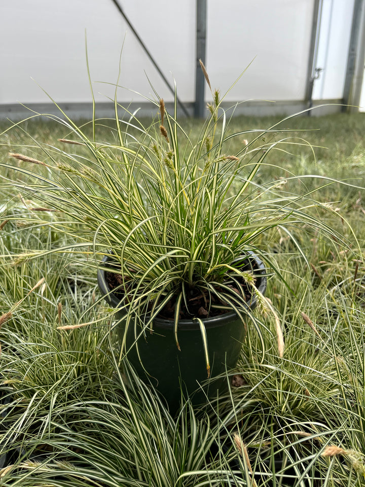 Carex oshimensis Evercolor® Everillo (Variegated Japanese Sedge)