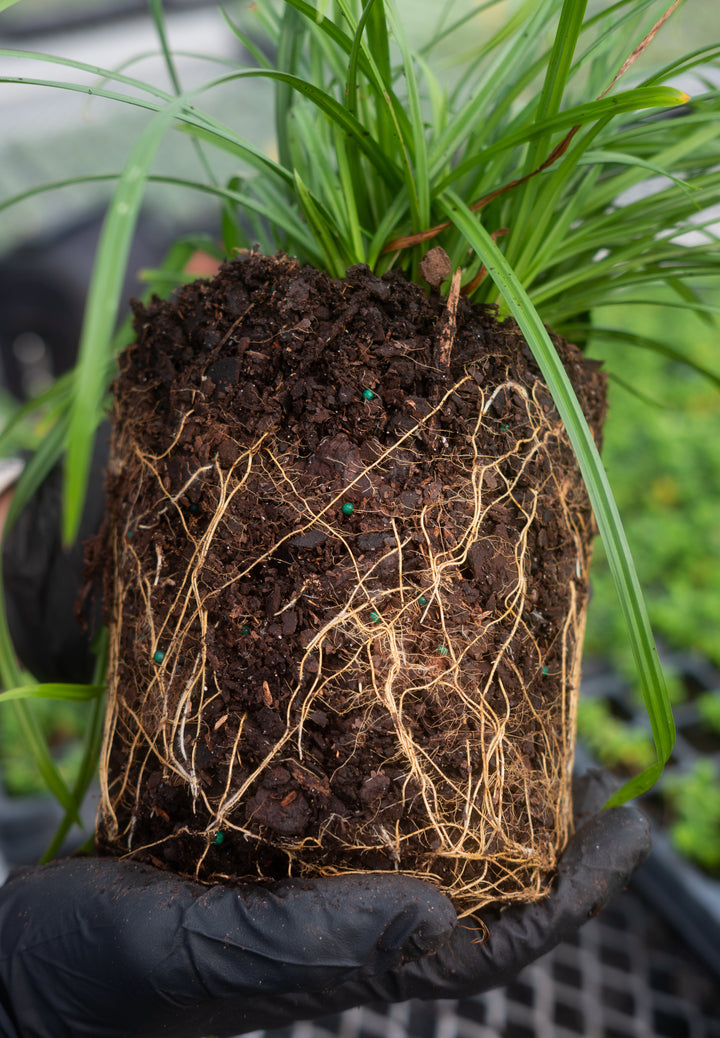 Cherokee Sedge (Carex cherokeensis)