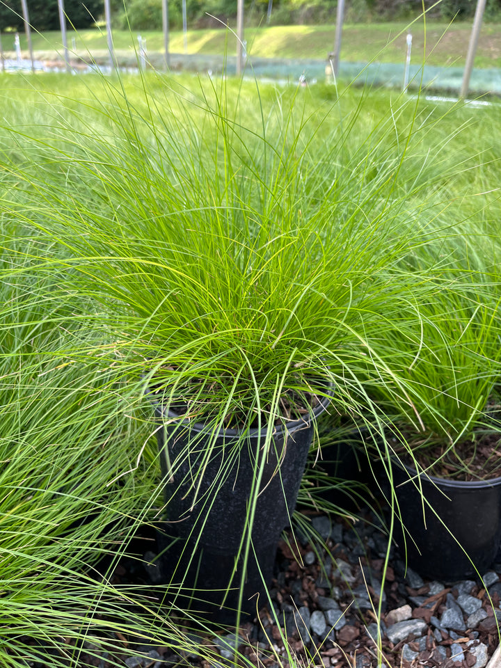 Appalachian Sedge (Carex appalachica)