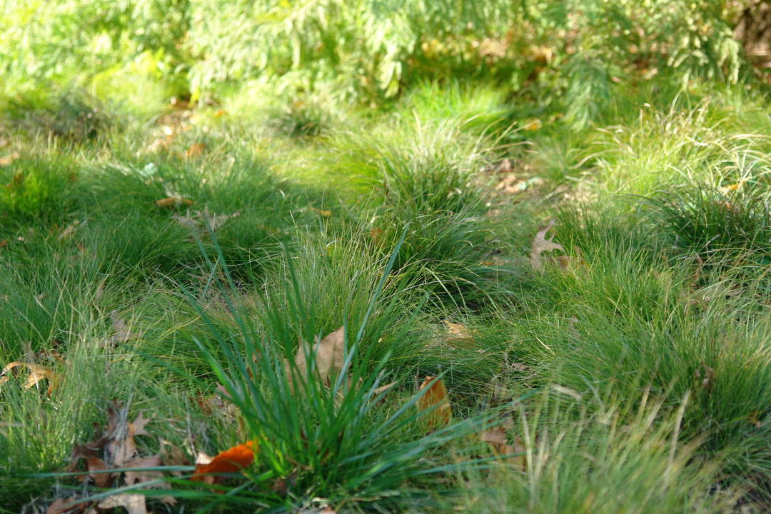 Carex eburnea (Bristle-leaf Sedge)