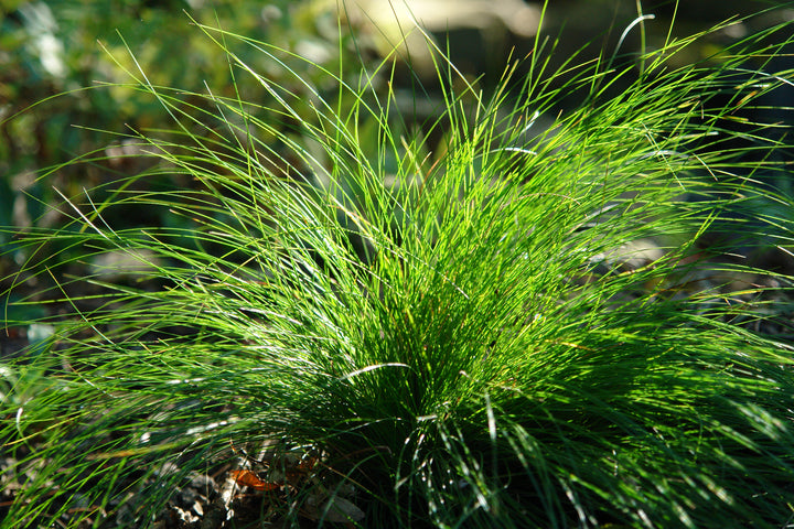 Carex eburnea (Bristle-leaf Sedge)