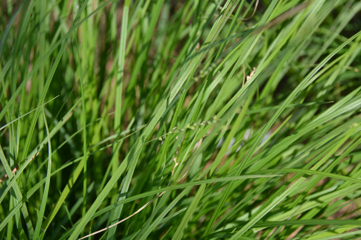 Carex woodii (Wood’s Sedge)