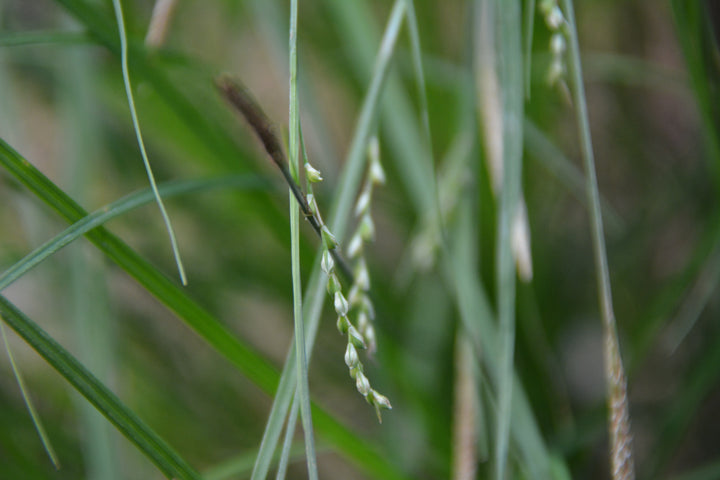 Carex woodii (Wood’s Sedge)