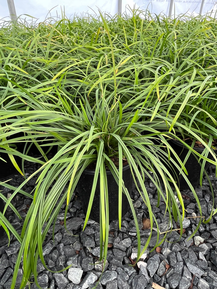 Carex amphibola (Creek Sedge)