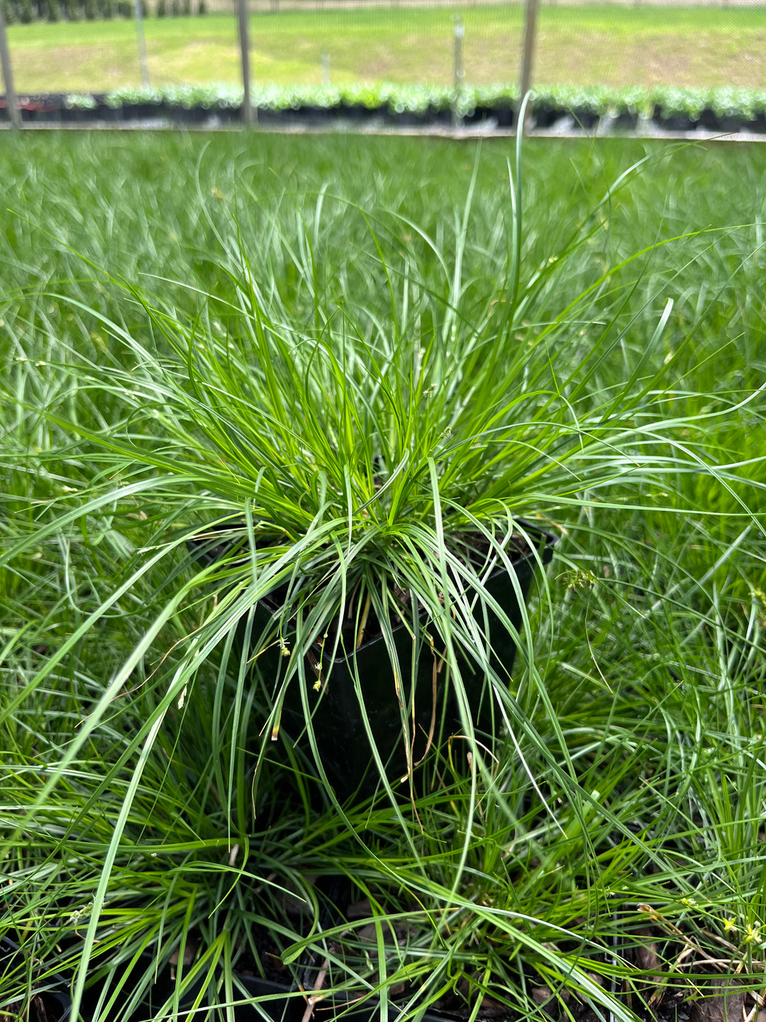 Appalachian Sedge (Carex appalachica)