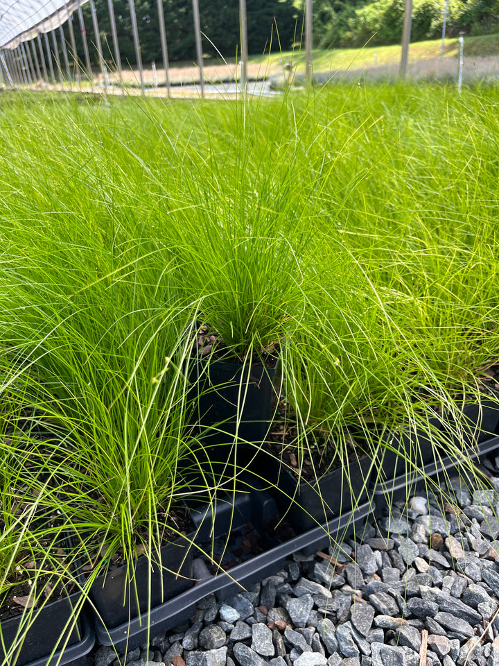 Appalachian Sedge (Carex appalachica)