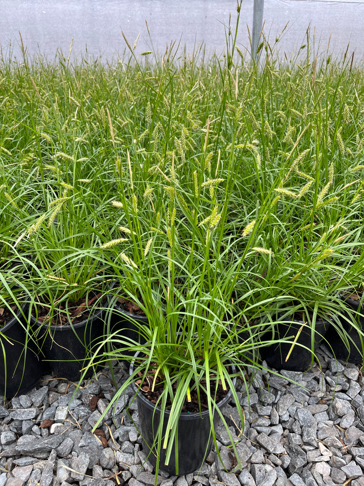 Carex cherokeensis (Cherokee Sedge)