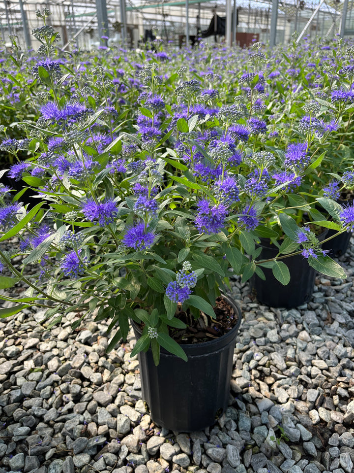 Caryopteris clandonensis 'Dark Knight' (Bluebeard)