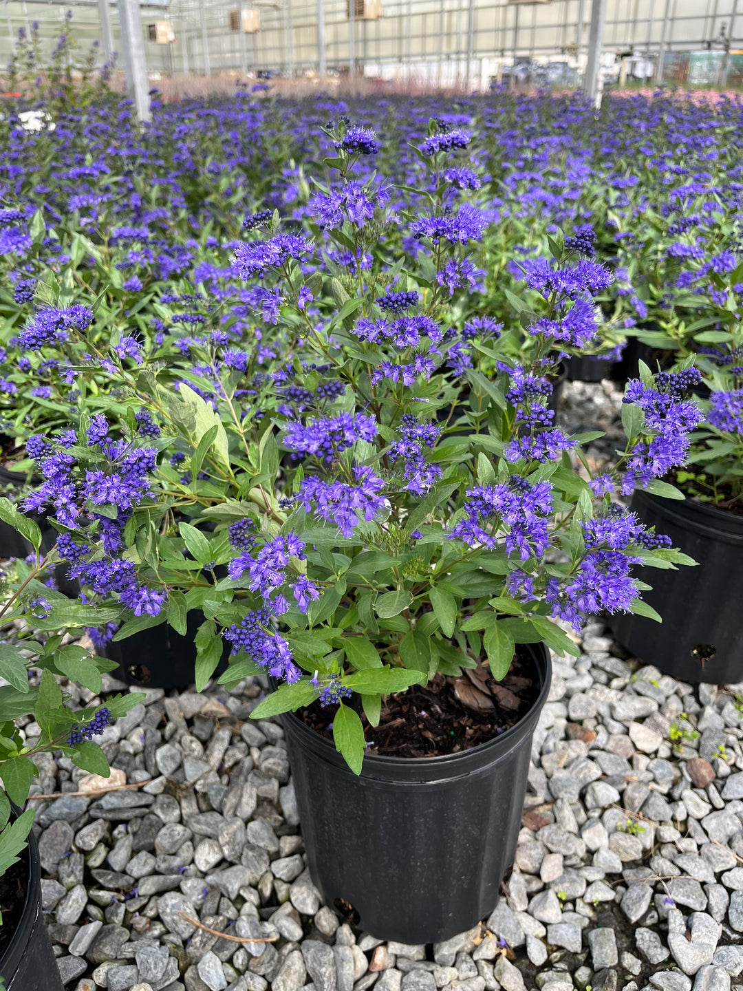 Caryopteris 'First Choice' (Blue Beard)