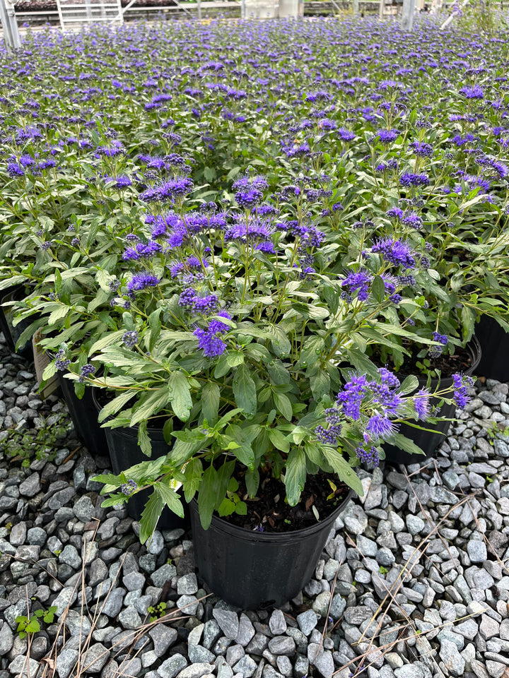 Caryopteris x clandonensis Grand Bleu® (Bluebeard)