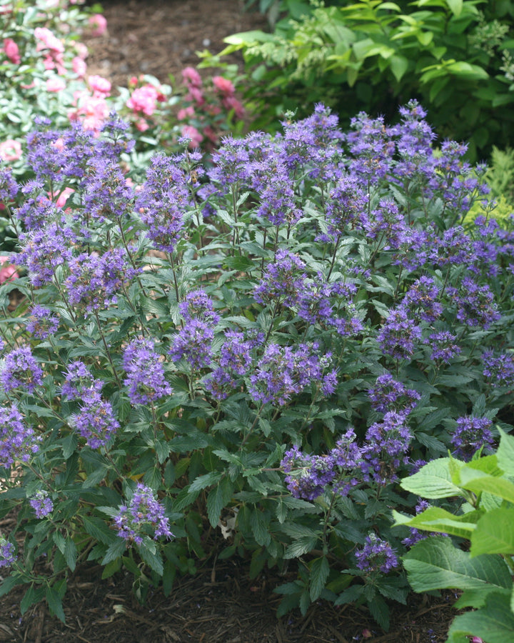 Caryopteris Beyond Midnight® (Bluebeard)