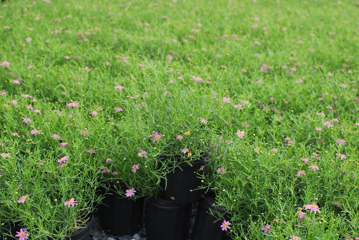 Coreopsis rosea 'American Dream' (Tickseed)