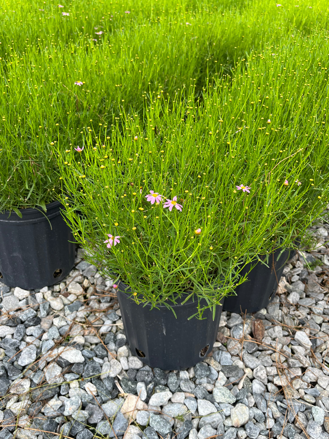 Coreopsis rosea 'American Dream' (Tickseed)