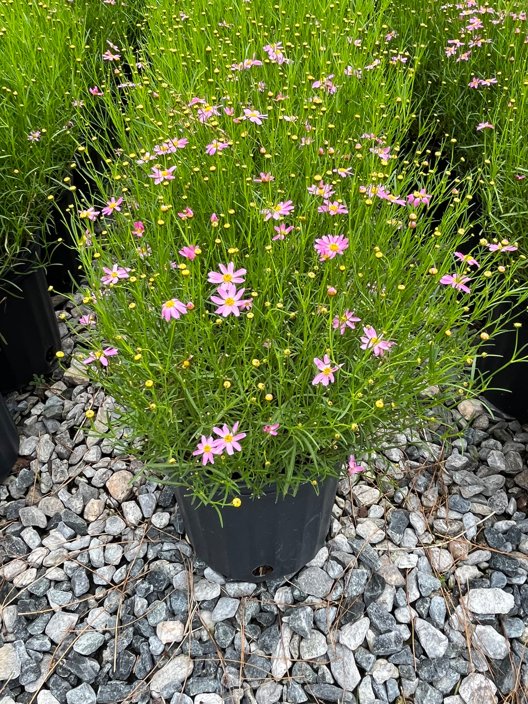 Coreopsis rosea 'American Dream' (Tickseed)