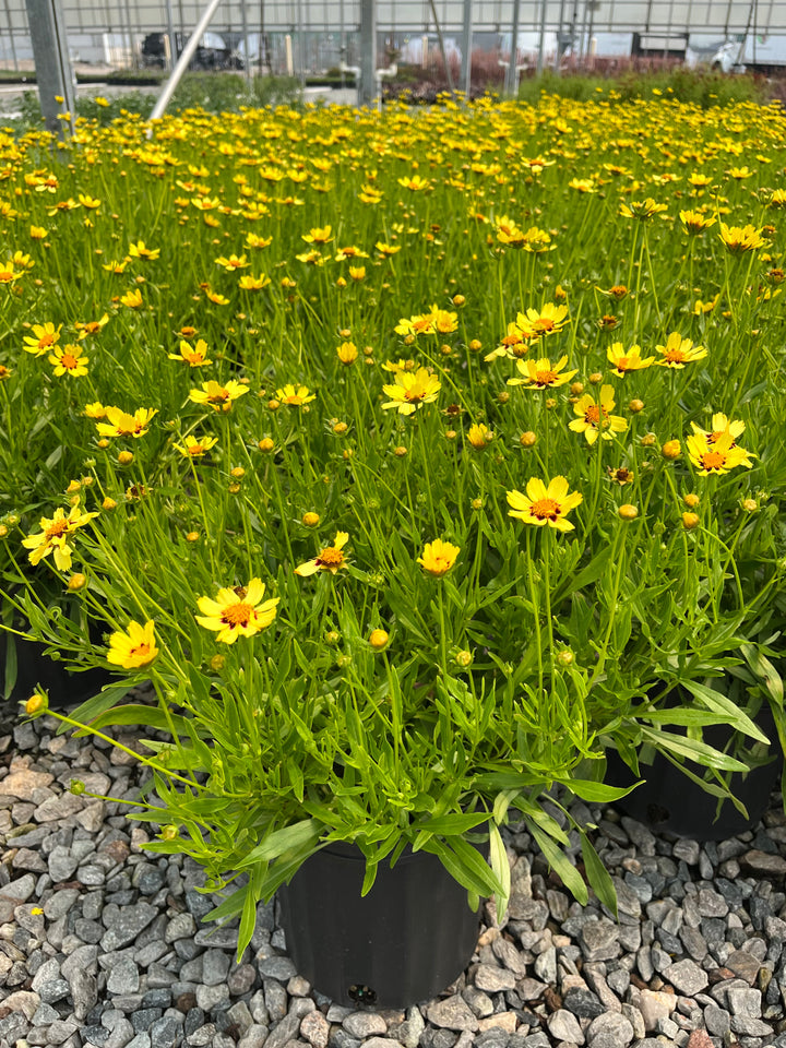 Coreopsis x Big Bang™ 'Cosmic Eye' (Tickseed)