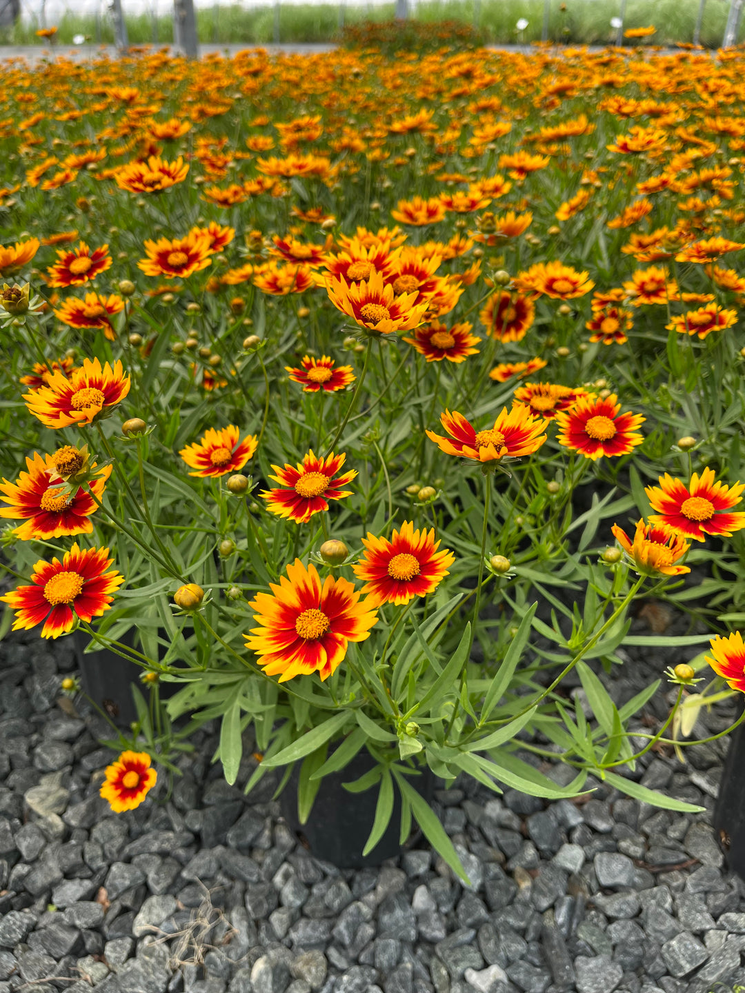 Coreopsis x L'il Bang™ 'Daybreak' (Tickseed)