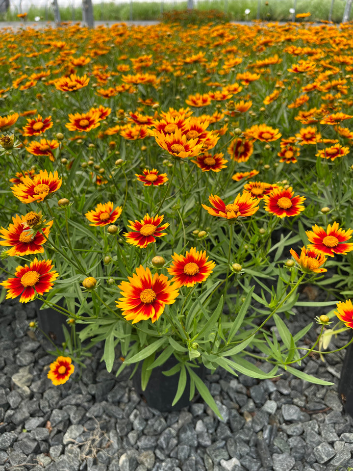 Coreopsis x L'il Bang™ 'Daybreak' (Tickseed)