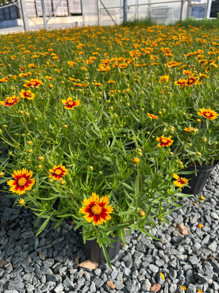 Coreopsis x L'il Bang™ 'Daybreak' (Tickseed)