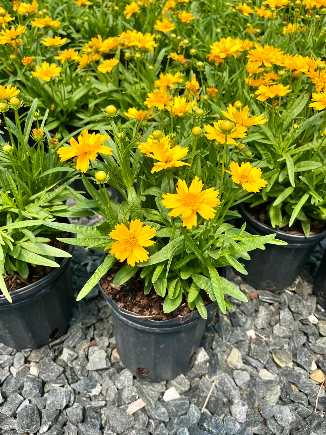 Coreopsis grandiflora 'Double the Sun' (Tickseed)