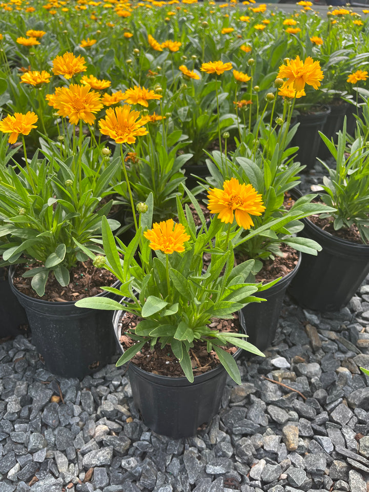 Coreopsis grandiflora 'Early Sunrise' (Tickseed)