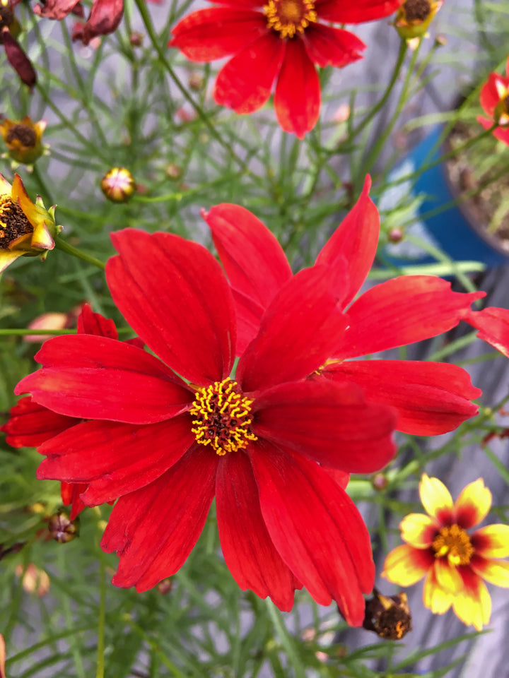 Coreopsis Fall Sensation™ 'Vermillion' (Tickseed)