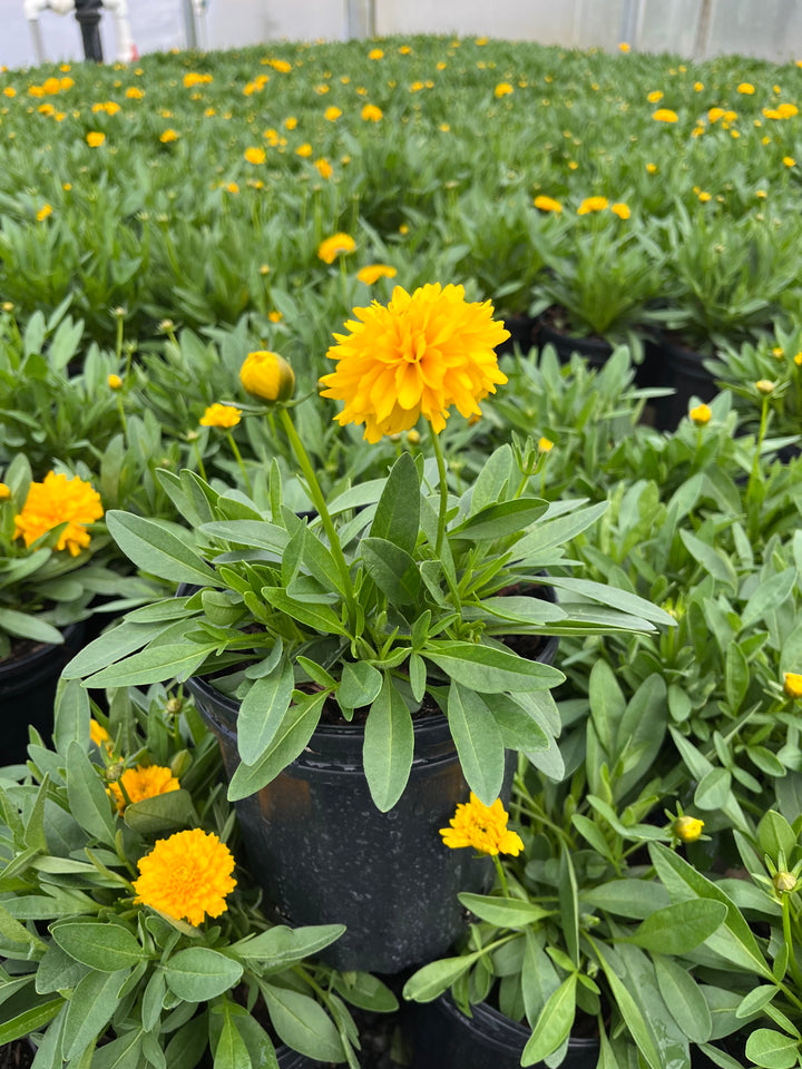 Coreopsis grandiflora Solanna™ Golden Sphere (Tickseed)