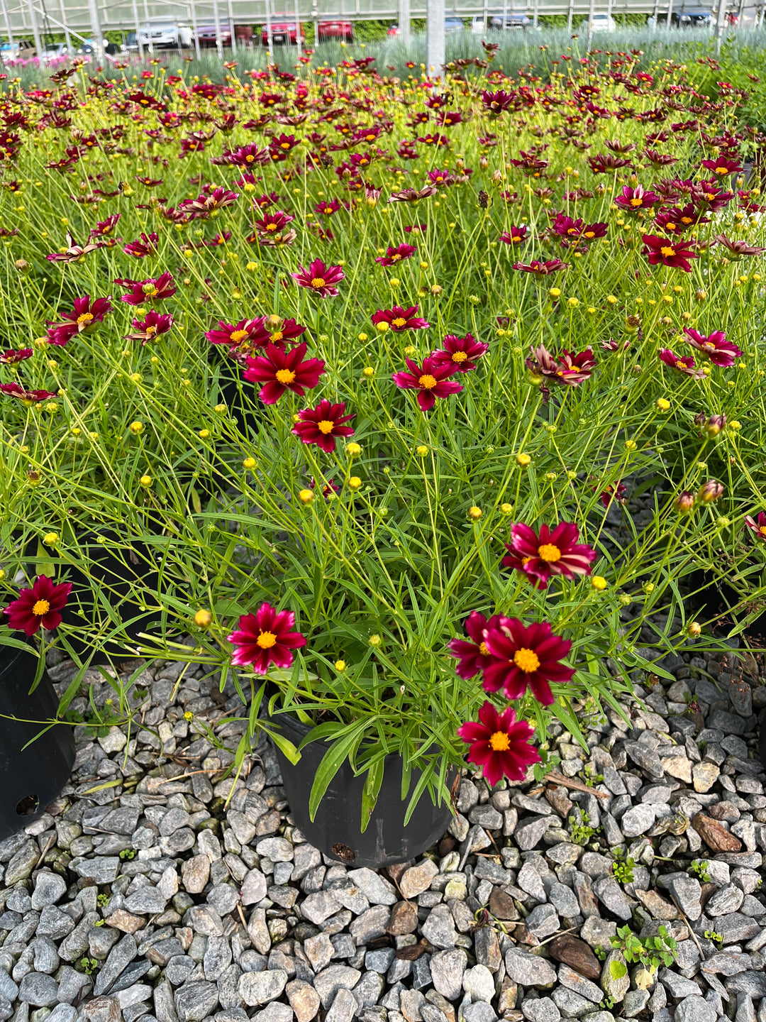 Coreopsis x Big Bang™ 'Mercury Rising' (Tickseed)