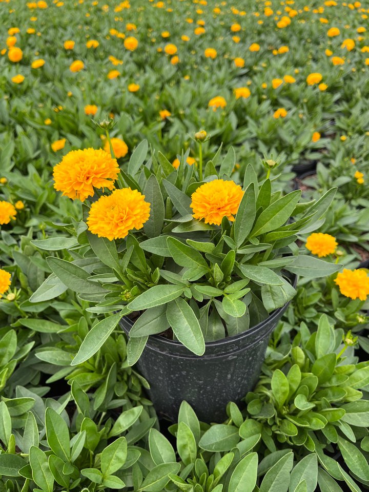 Coreopsis grandiflora Solanna™ Golden Sphere (Tickseed)