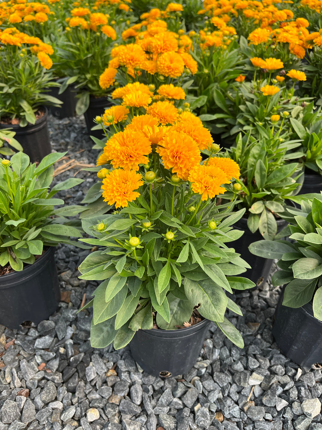 Coreopsis grandiflora Solanna™ Golden Sphere (Tickseed)