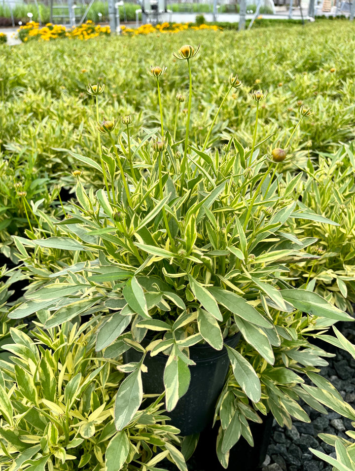 Coreopsis x 'Tequila Sunrise' (Tickseed)