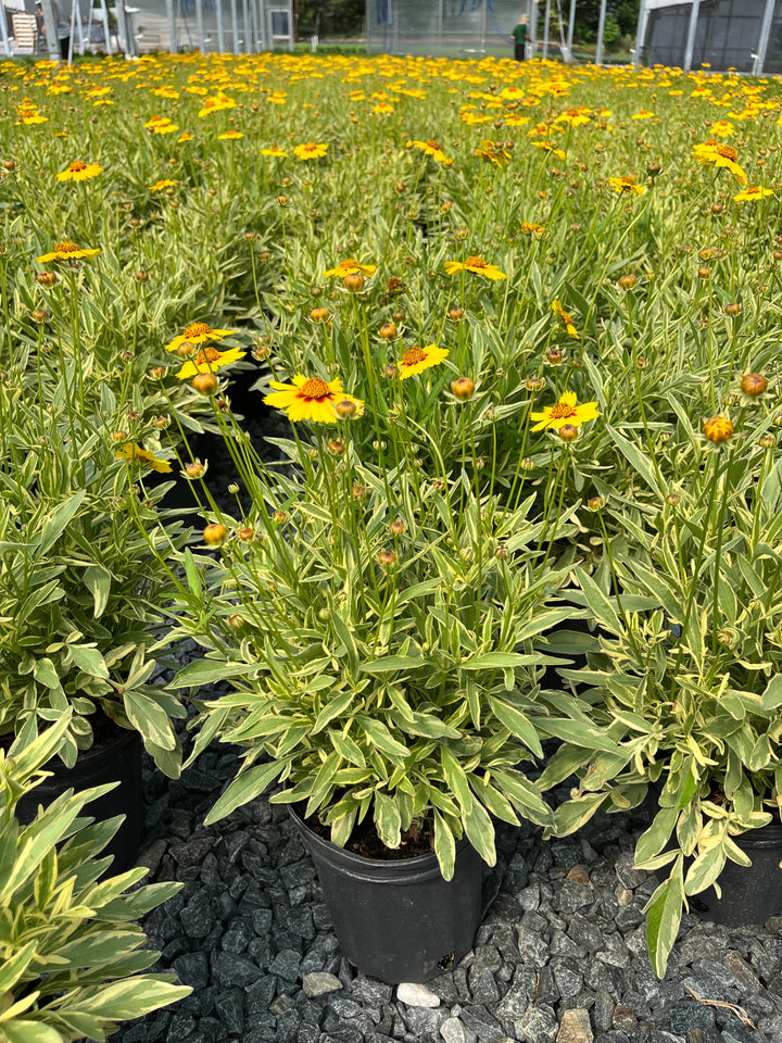 Coreopsis x 'Tequila Sunrise' (Tickseed)