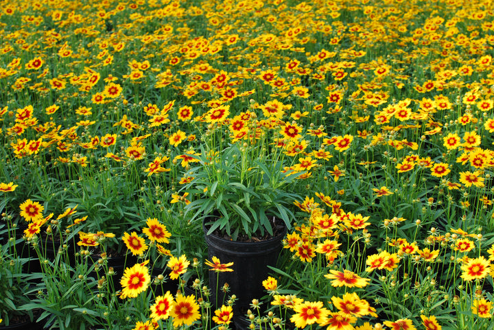 Coreopsis Uptick™ Gold & Bronze (Tickseed)