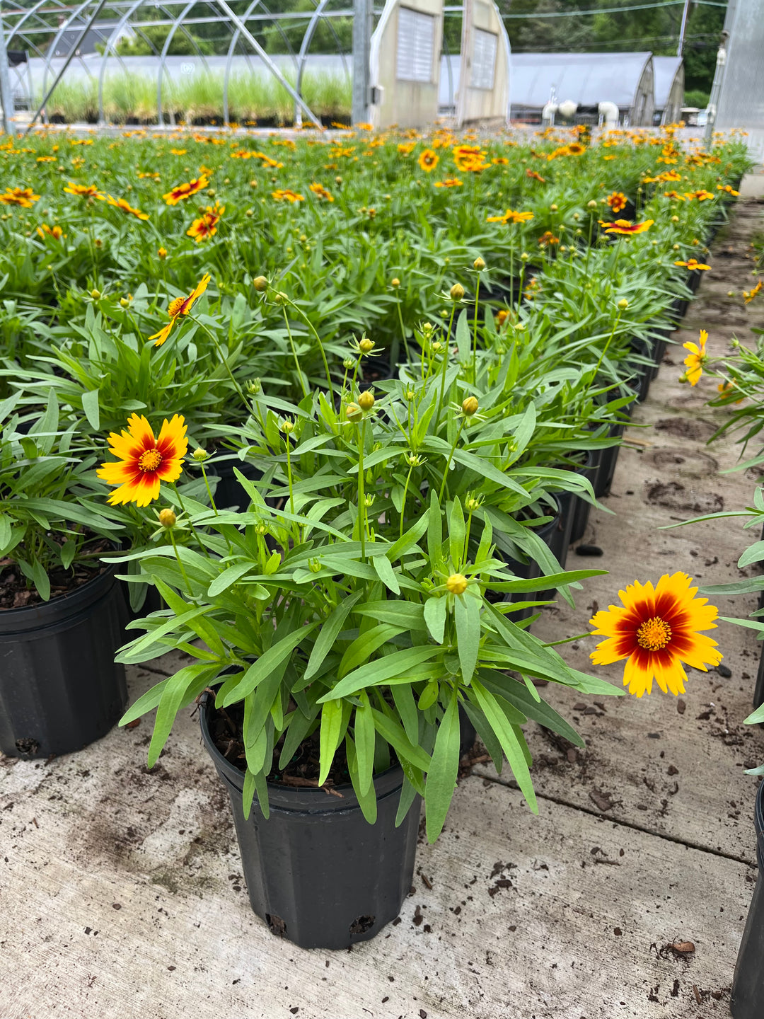 Coreopsis Uptick™ Gold & Bronze (Tickseed)