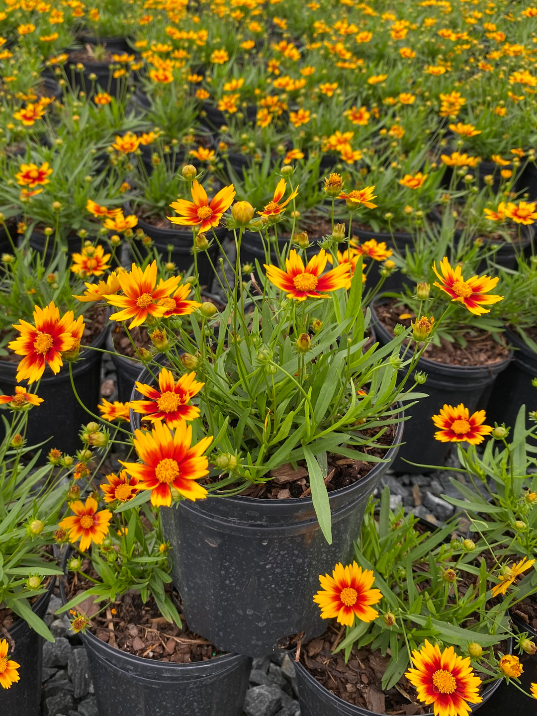 Coreopsis x L'il Bang™ 'Daybreak' (Tickseed)