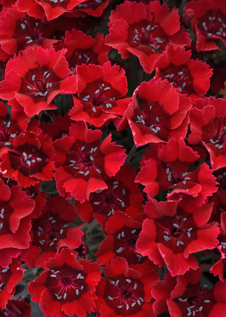 Dianthus x Everlast™ Red (Garden Pinks)