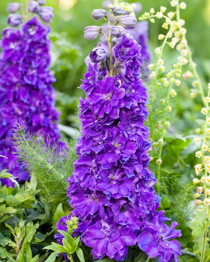 Delphinium Delgenius™ 'Kingsley' (Larkspur)