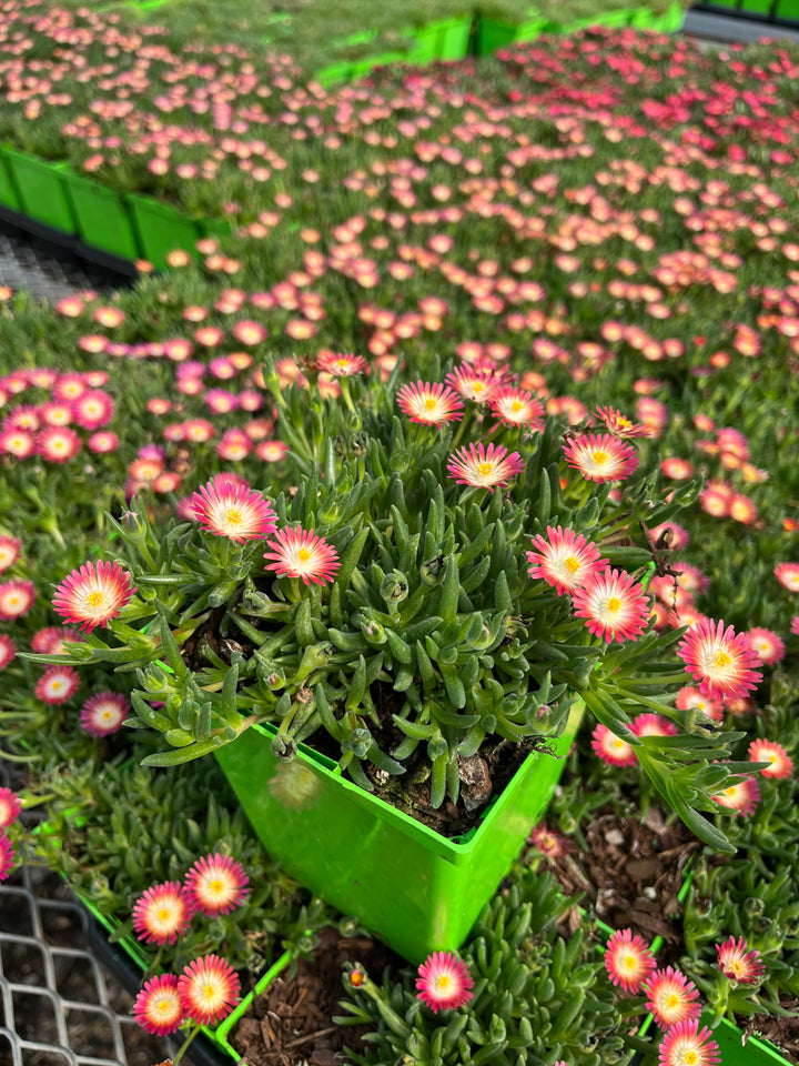 Delosperma J.o.D. 'Ruby’ (Jewel of the Desert Series Ice Plant)