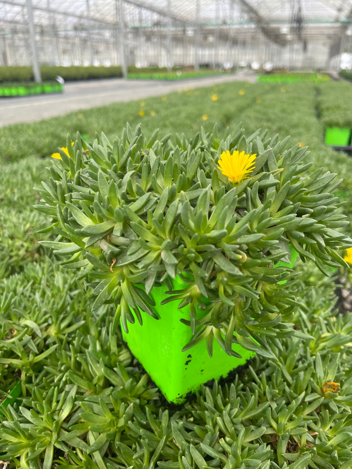 Delosperma congestum 'Gold Nugget' (Ice Plant)