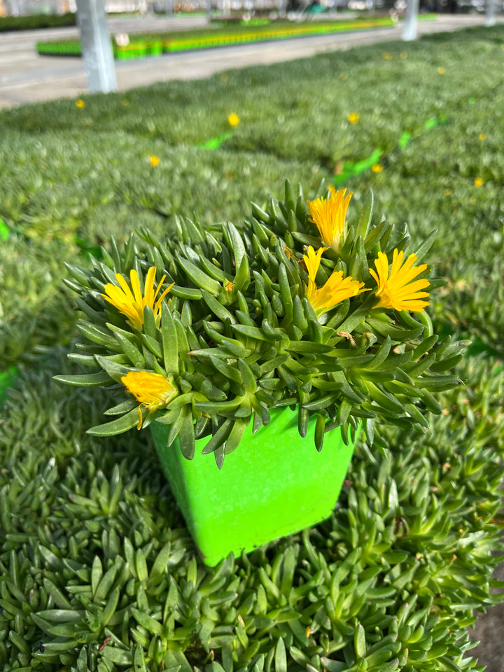 Delosperma congestum 'Gold Nugget' (Ice Plant)