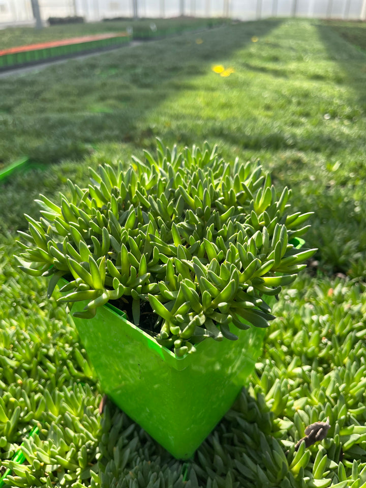 Delosperma congestum 'Gold Nugget' (Ice Plant)